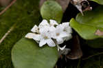 Trailing arbutus